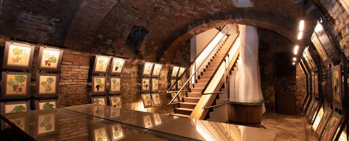 A világ legrégebbi szőlőjének múzeuma Muzej najstarejše trte na svetu Maribor